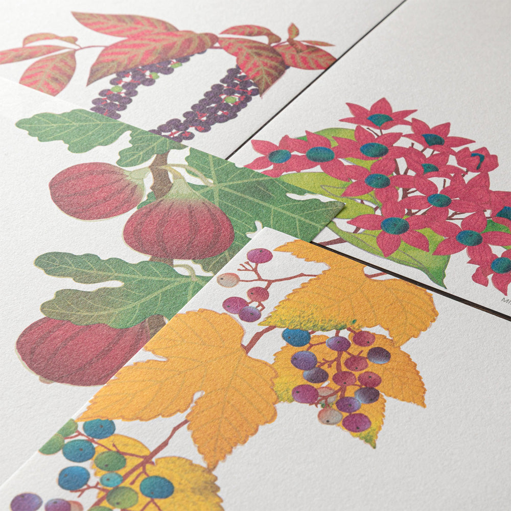 Midori - Seasonal Paper Briefpapier Edition Autumn 26 - Autumn Fruits