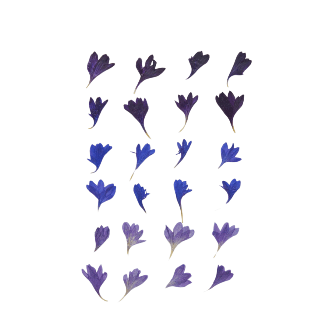 Herbin - Trockenblumen