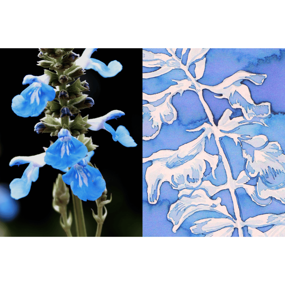 Dominant Industry - Bog Sage