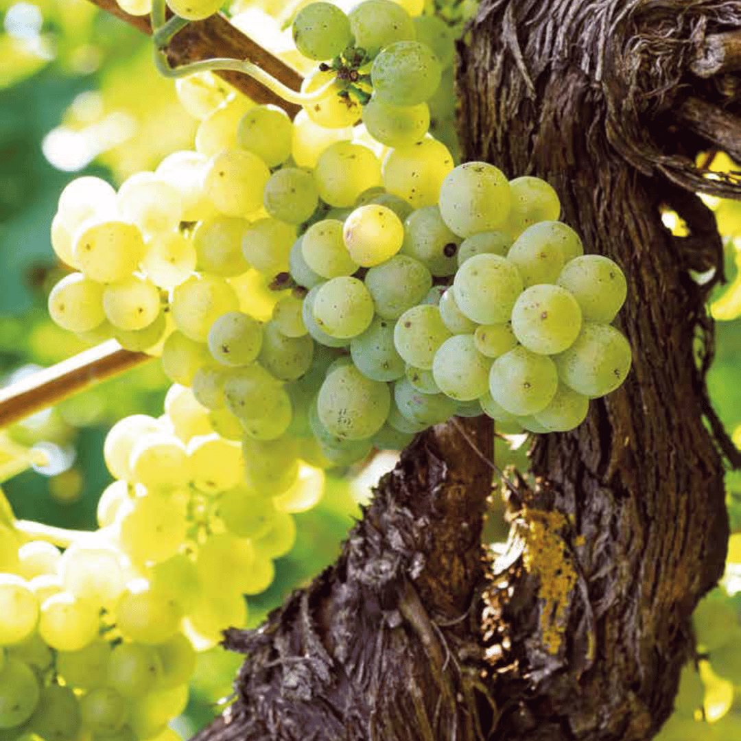 e+m - Grapevine Drehkugelschreiber